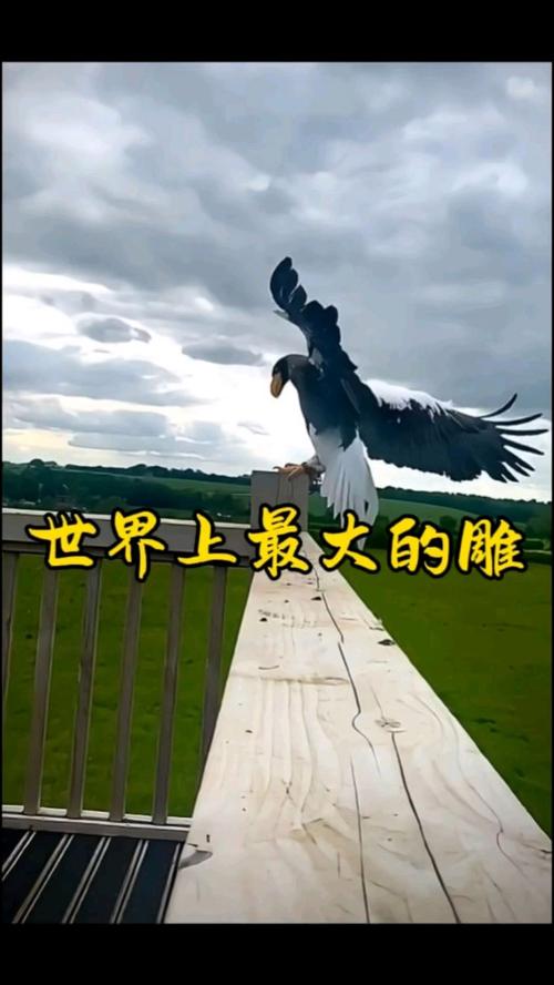 大雕征服世界最新版本：剧情精彩画面惊艳！