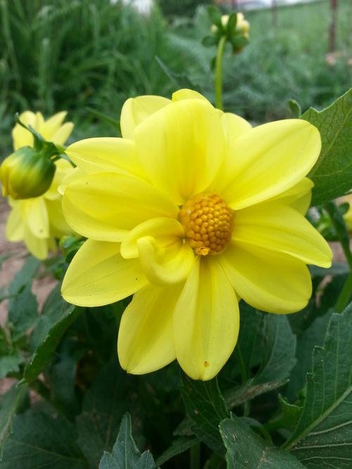 想玩一夏之花?这里提供官方下载地址!