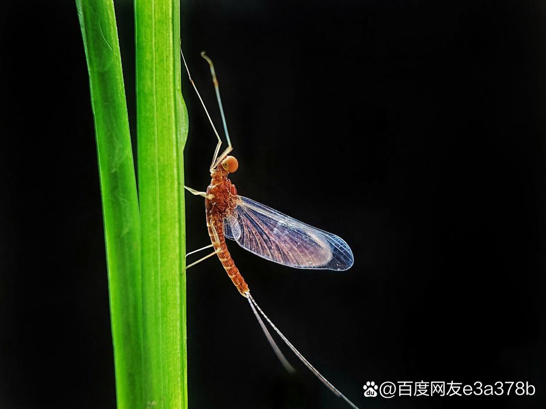 好玩的蜉蝣V0.2安卓汉化版：单机养成游戏推荐