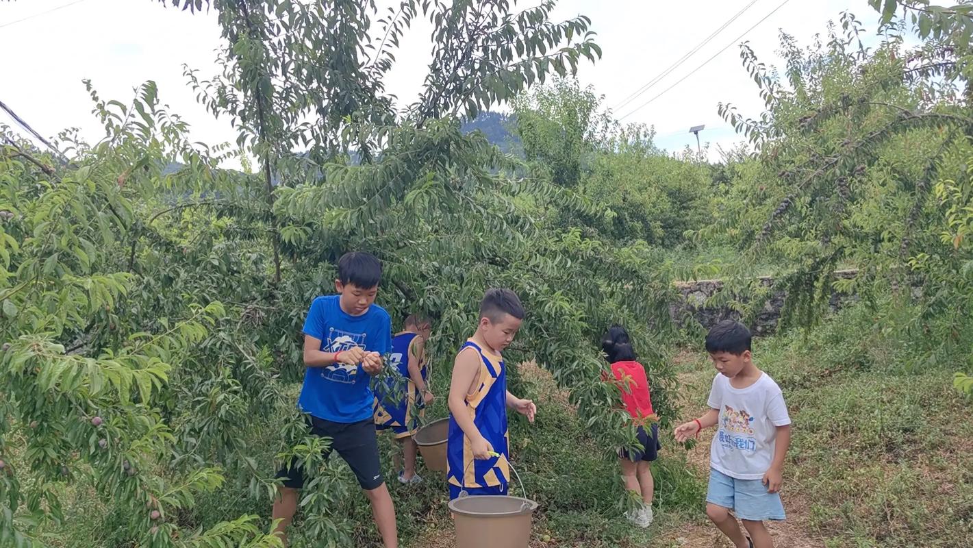 乡村生活的快乐暑假版本大全有哪些？(这几种玩法超有趣)