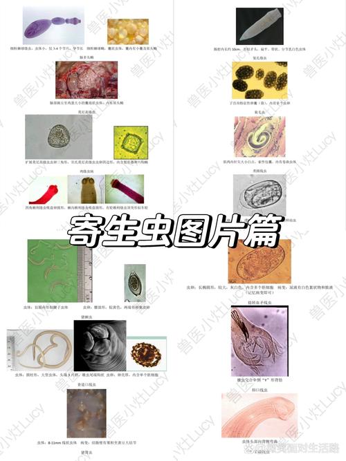 内部寄生虫版本大全哪个好?热门版本大对比推荐!