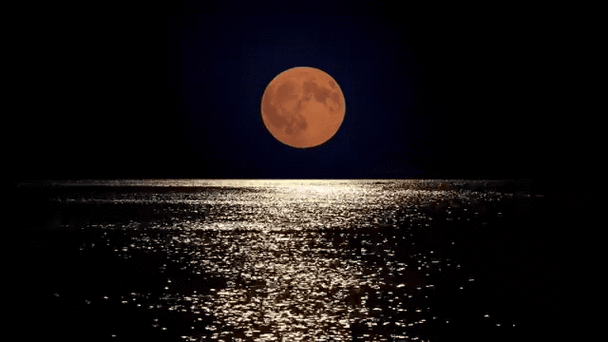 想了解月之境最新动态?看这一篇就全都懂了!