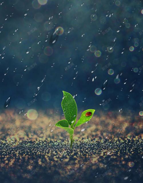 雨季官方网站：便捷查询，快速了解