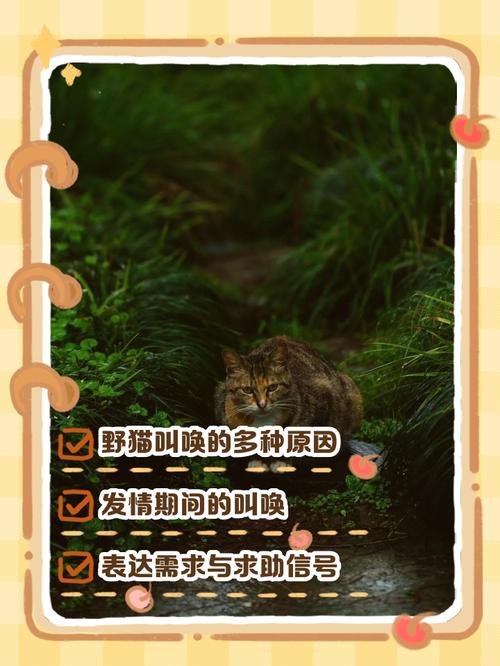 野猫更新地址免费还是收费？了解真实情况不迷路！