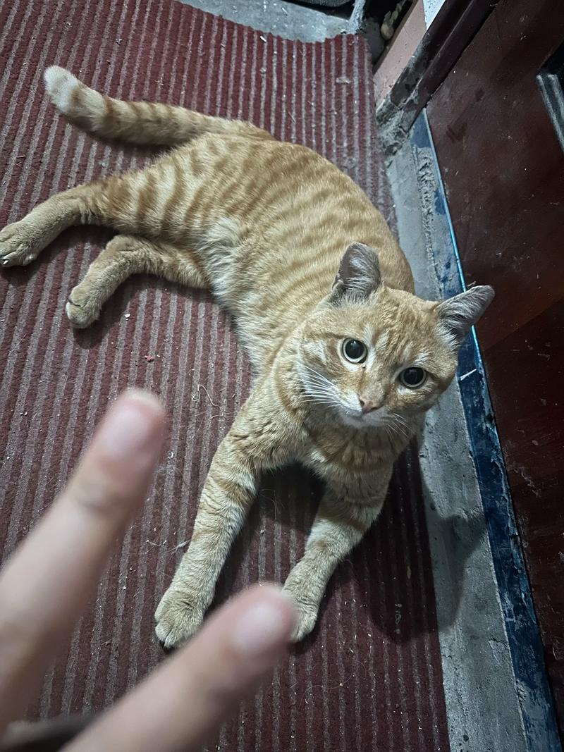 野猫更新地址免费还是收费？了解真实情况不迷路！