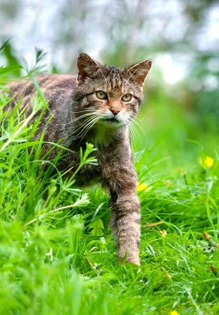 野猫最新情况如何(一文看懂它们的生存现状)