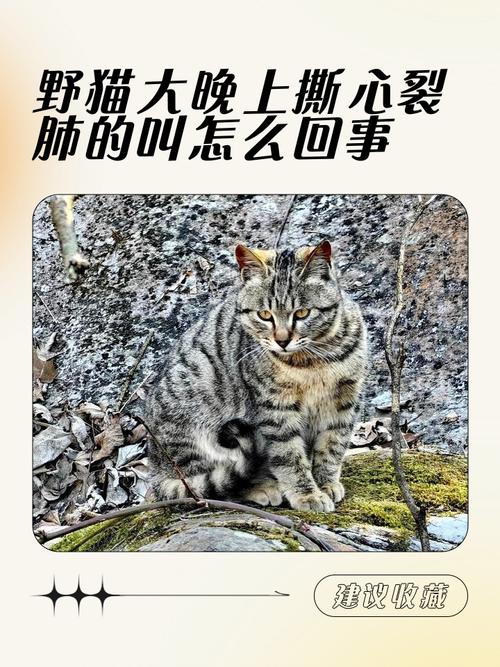 野猫最新情况如何(一文看懂它们的生存现状)